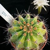 Echinopsis sp JL06-875.jpg